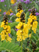 CASSIA - POPCORN PLANT