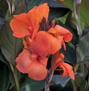 CANNA - BRONZE LEAF ORANGE