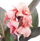 CANNA - BRONZE LEAF PEACH