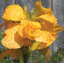 CANNA - CANNOVA GOLD LEOPARD