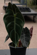 ALOCASIA - WATSONIANA
