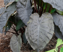 COLOCASIA - DIAMOND HEAD