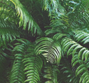 NEPHROLEPIS - MACHO FERN