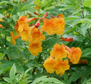 TECOMA - CHICKLET ORANGE