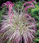 GRASS - CHERRY SPARKLER