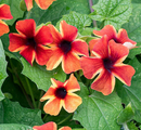 BLACK EYED SUSAN VINE - AMBER STRIPES