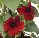 BLACK EYED SUSAN VINE - BROWNIE