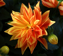 DAHLIA - BAJA SOL