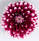 DAHLIA - CANCUN