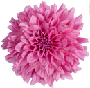 DAHLIA - COZUMEL