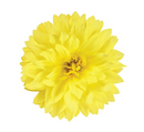 DAHLIA - DURANGO