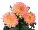 DAHLIA - SUNRISE