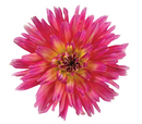 DAHLIA - SUNSET