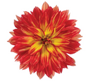 DAHLIA - TABASCO
