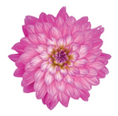 DAHLIA - VERA CRUZ