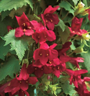 LOPHOSPERMUM - HAWAIIAN TRUMPET RED