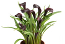 CALLA LILY - BULLIT