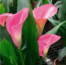 CALLA LILY - MAGNUM