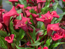 CALLA LILY - ROCKET