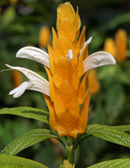 PACHYSTACHYS LUTEA - SHRIMP PLANT