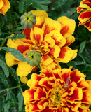 MARIGOLDS - RED/GOLD