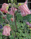 AQUILEGIA - CAROL ANN
