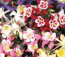 AQUILEGIA - BIEDERMEIER