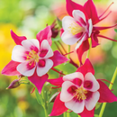AQUILEGIA - EARLYBIRD RED/WHITE