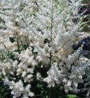 ASTILBE - DEUTSCHLAND