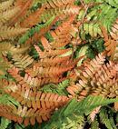 ATHYRIUM - BRILLIANCE FERN