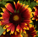 GAILLARDIA - SPINTOP ORANGE HALO