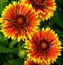 GAILLARDIA - SPINTOP MARIACHI COPPER SUN