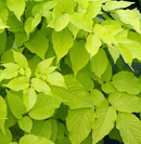 ARALIA CORDATA - SUN KING