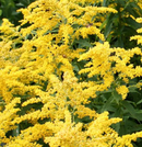 GOLDENROD SOLIDAGO - LITTLE MISS SUNSHINE