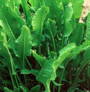 HORSERADISH