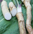 HORSERADISH