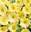 HOLLYHOCK - SPOTLIGHT SUNSHINE