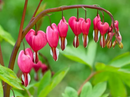 DICENTRA - COMMON BLEEDING HEART