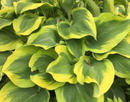 HOSTA - ATLANTIS