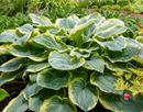 HOSTA - GIGANTOSAURUS