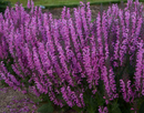 SALVIA - MOULIN ROUGE