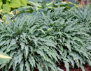 HOSTA - SILLY STRING