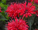 ECHINACEA - PARDON MY CERISE