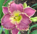 HEMEROCALLIS - SPACECOAST EASY RIDER