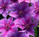 CLEMATIS - ADAMS COURAGE
