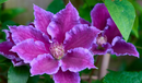 CLEMATIS - BARONESS FOOKES