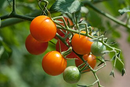 INDIVIDUAL HEIRLOOM TOMATOES - SUN GOLD