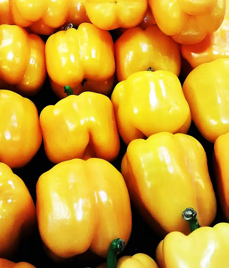 INDIVIDUAL SWEET PEPPERS - SUNBRIGHT