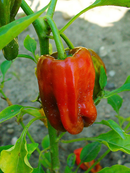 INDIVIDUAL SWEET PEPPERS - JUPITER