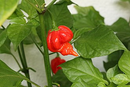 INDIVIDUAL HOT PEPPERS - TRINIDAD SCORPION